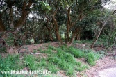 新竹市香山區香山中隘荔枝園-住商頭份中央店037-669966農地 新竹市香山區香山中隘荔枝園-住商頭份中央店037-669966農地